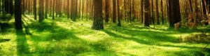 wald